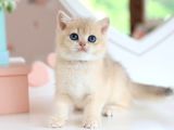 Dikkat Çeken Rengiyle Ay Golden British Shorthair