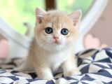 Dikkat Çeken Rengiyle Ay Golden British Shorthair