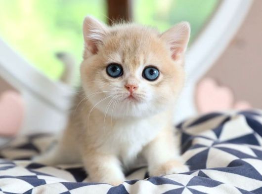 Dikkat Çeken Rengiyle Ay Golden British Shorthair görsel