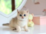 Dikkat Çeken Rengiyle Ay Golden British Shorthair