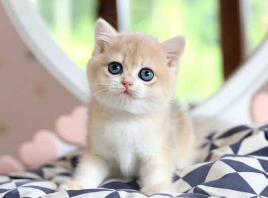 Dikkat Çeken Rengiyle Ay Golden British Shorthair
