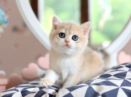 Dikkat Çeken Rengiyle Ay Golden British Shorthair görsel