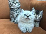 3 Kardeş 50 Günlük British Shorthair