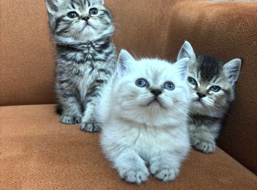 3 Kardeş 50 Günlük British Shorthair görsel