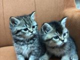 3 Kardeş 50 Günlük British Shorthair