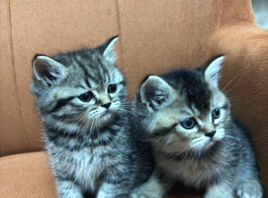 3 Kardeş 50 Günlük British Shorthair görsel