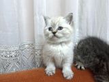 3 kARDEŞ 50 GÜNLÜK BRITISH SHORTHAIR