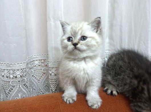 3 Kardeş 50 Günlük British Shorthair