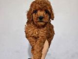 Toy Poodle Yavrularımız