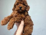 Toy Poodle Yavrularımız
