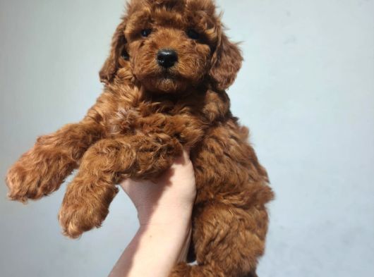 Toy Poodle Yavrularımız görsel