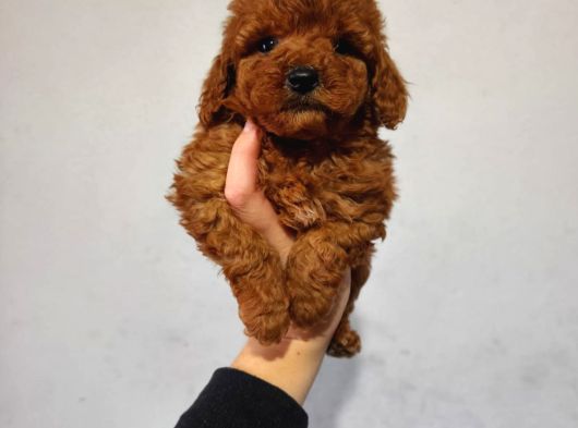 Toy Poodle Yavrularımız