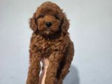 Toy Poodle Yavrularımız