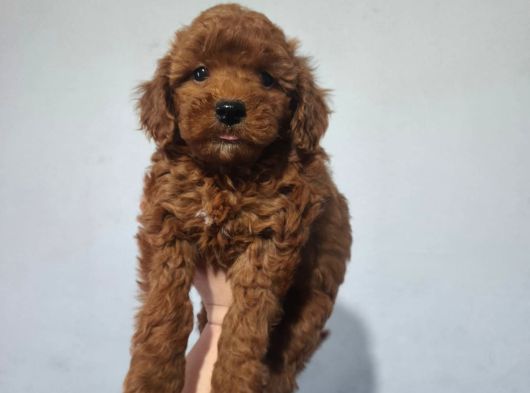 Toy Poodle Yavrularımız görsel