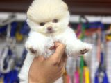 Pomerri̇an Boo Sevi̇mli̇ Yavrular