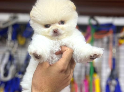 Pomerri̇an Boo Sevi̇mli̇ Yavrular görsel
