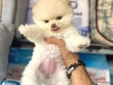 POMERRİAN BOO SEVİMLİ YAVRULAR