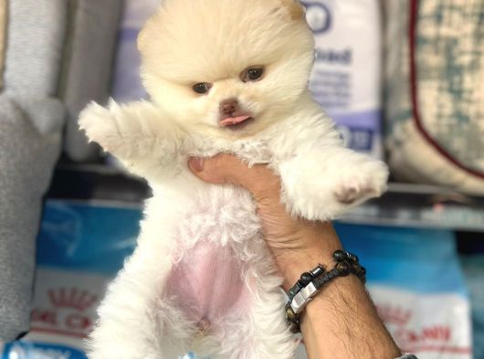 Pomerri̇an Boo Sevi̇mli̇ Yavrular