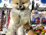 Pomerri̇an Boo Sevi̇mli̇ Yavrular
