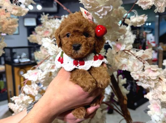 Toy Poodle Sevi̇mli̇ Yavrular Ev Üreti̇mi̇