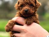 Toy Poodle Sevi̇mli̇ Yavrular Ev Üreti̇mi̇