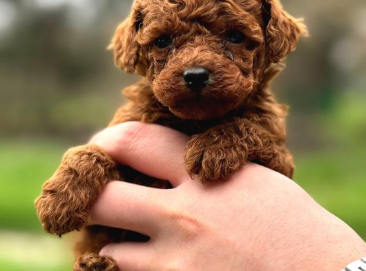 Toy Poodle Sevi̇mli̇ Yavrular Ev Üreti̇mi̇ görsel