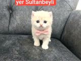 Bu minnoşlar çok sevimli
