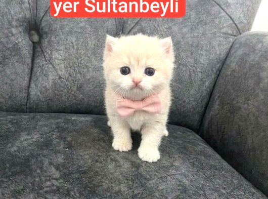 Bu Minnoşlar Çok Sevimli