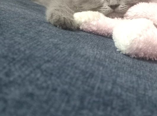 Sevimli Minik Dostlarımız görsel