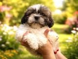Safkan Shih Tzu Erkek Yavru  A Scr Belgeli Anne Baba