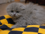 Mükemmel A Kalite British Longhair Yavrularımız