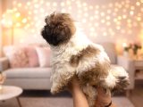 Safkan Shih Tzu Erkek Yavru  A Scr Belgeli Anne Baba