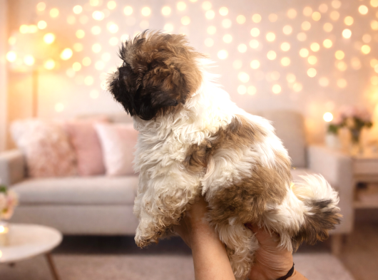 Safkan Shih Tzu Erkek Yavru  A Scr Belgeli Anne Baba görsel