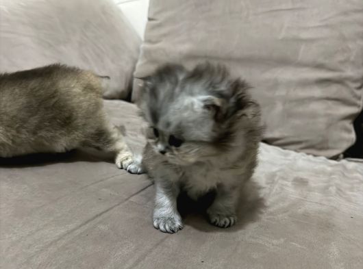 Sevimli Minik Dostlarımız görsel