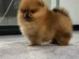 0 Teacup Pomeranian Kardeşler