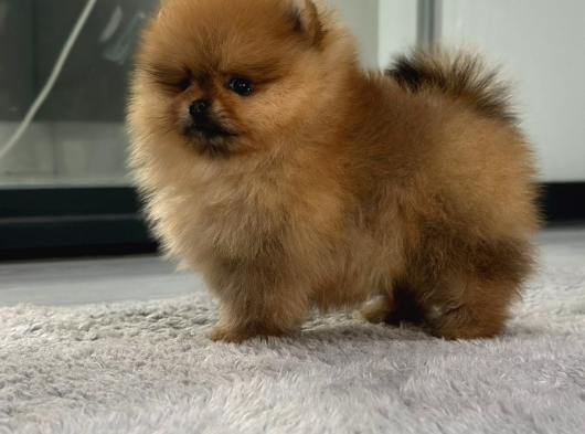 0 Teacup Pomeranian Kardeşler görsel