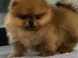 0 Teacup Pomeranian Kardeşler