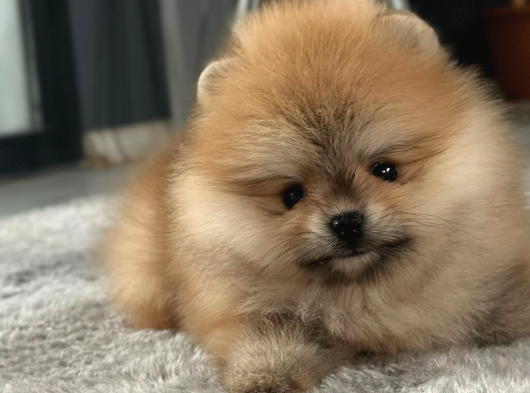 0 Teacup Pomeranian Kardeşler