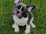 French Buldog