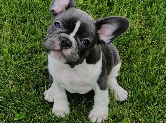 French Buldog görsel