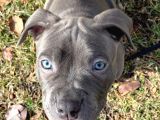 French Buldog