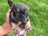 French Buldog