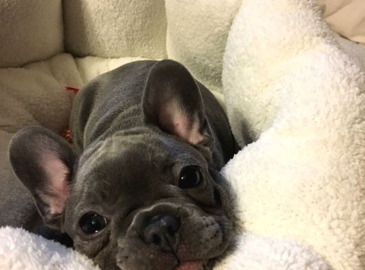 French Buldog görsel