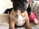 French Buldog
