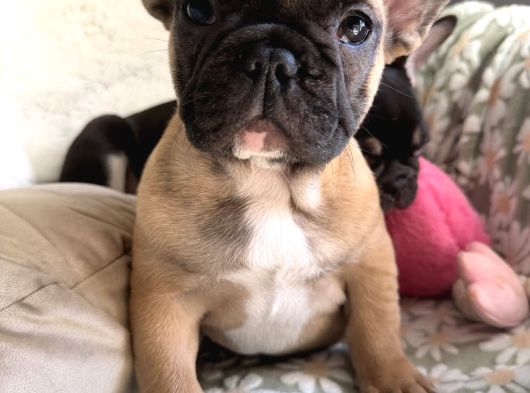 French Buldog görsel