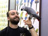 Full Eği̇ti̇mli̇ Konuşan Jako Papağani