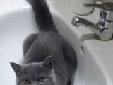 Safkan British Sorthair Bir Erkek Bir Dişi Kedi