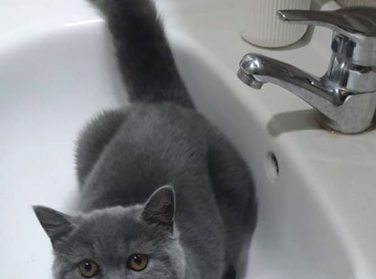 Safkan British Sorthair Bir Erkek Bir Dişi Kedi görsel