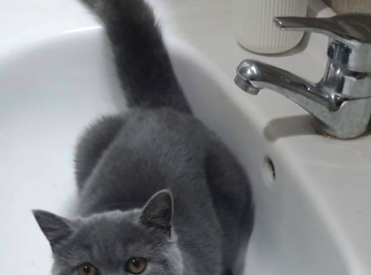 Safkan British Sorthair Bir Erkek Bir Dişi Kedi görsel