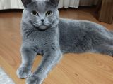 Safkan British Sorthair Bir erkek Bir Dişi Kedi